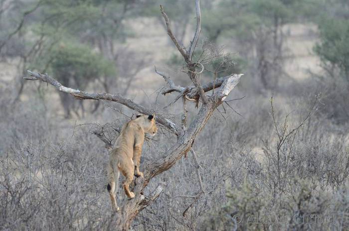 Lion in a tree