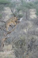 Lion in a tree