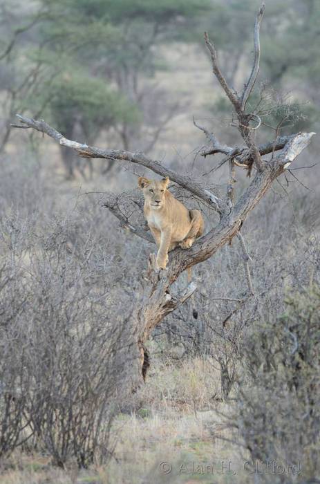 Lion in a tree