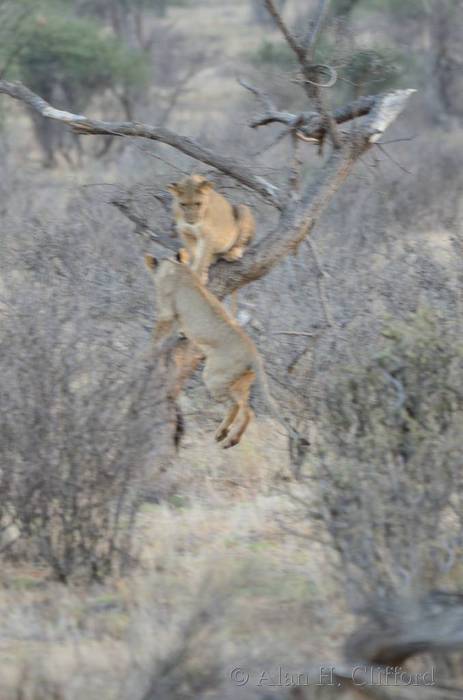 Lions in a tree