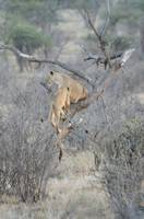 Lions in a tree