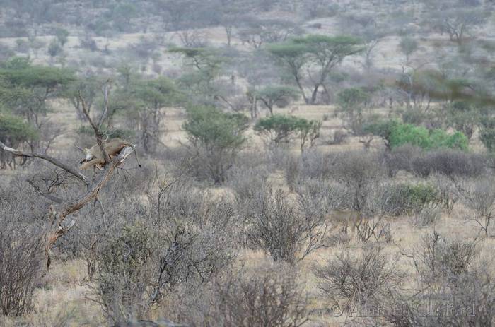 Lion in a tree