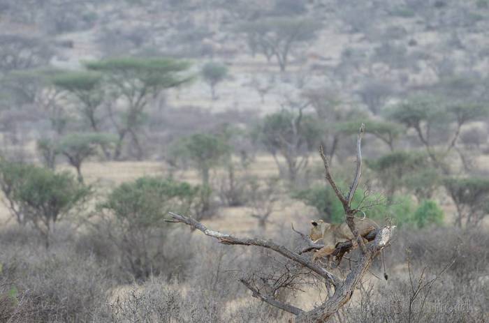 Lion in a tree