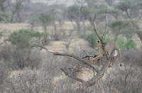 Lion in a tree