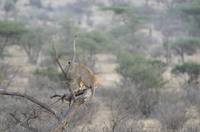 Lion in a tree