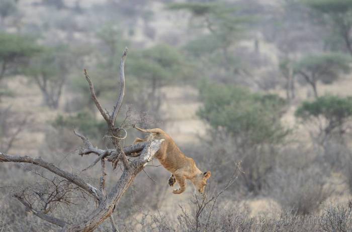 Lion in a tree