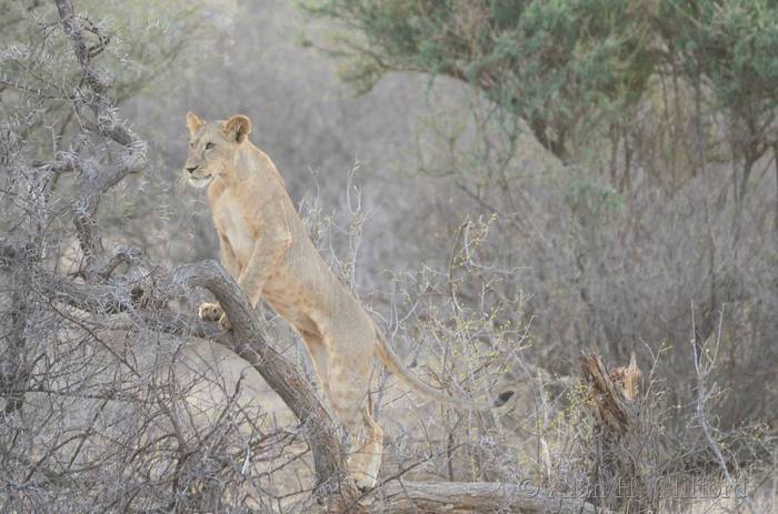 Lion in a tree