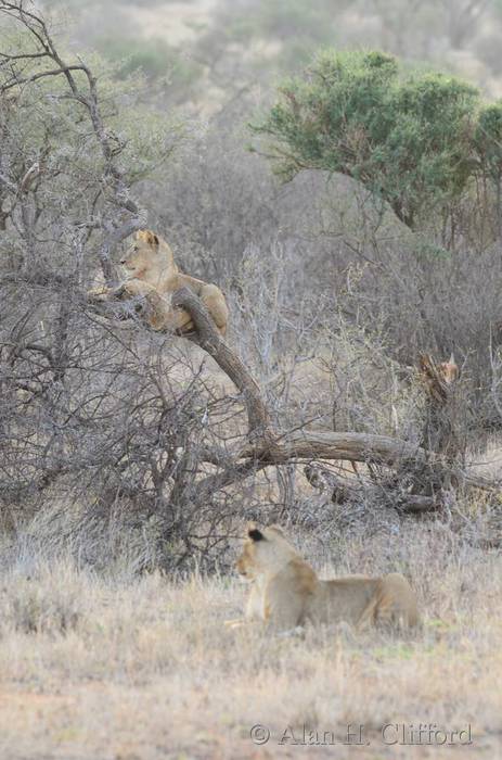 Lion in a tree