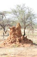 Termite mound