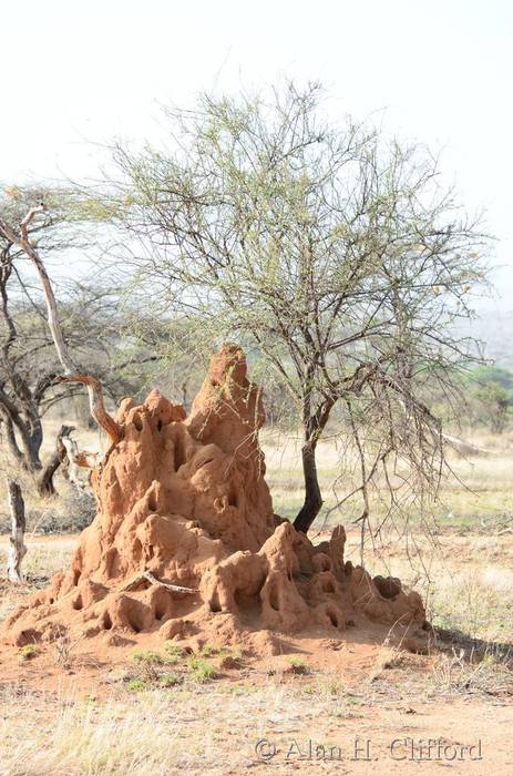 Termite mound