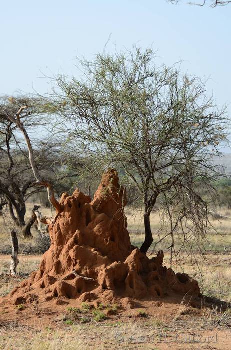 termite mound