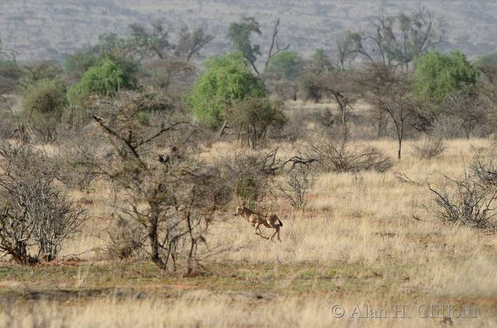 Young oryx