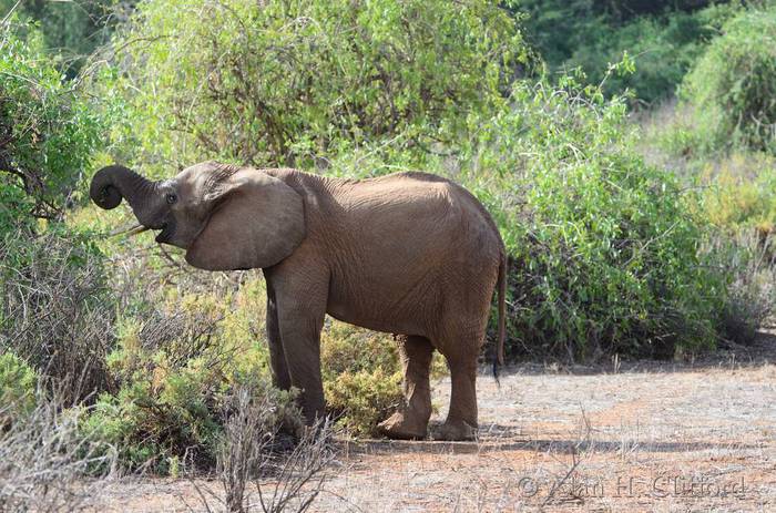 Young elephant