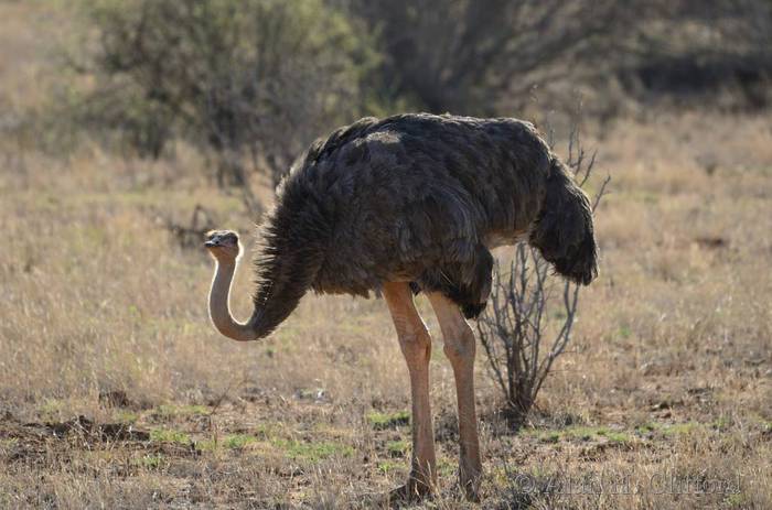 Ostrich