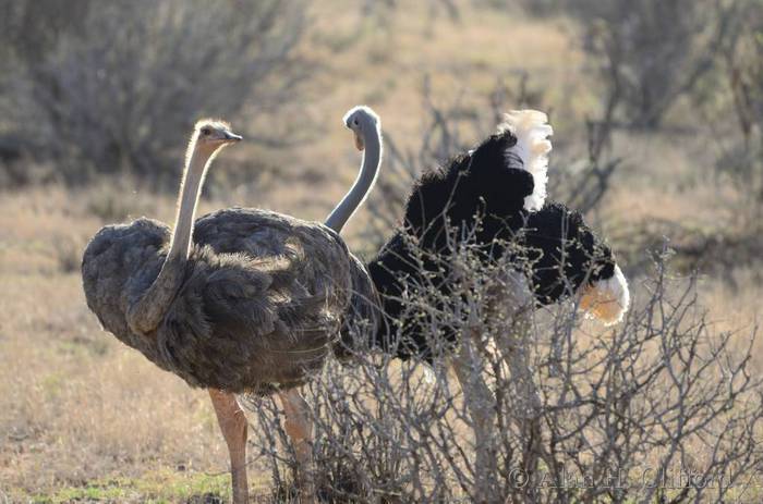 Ostriches