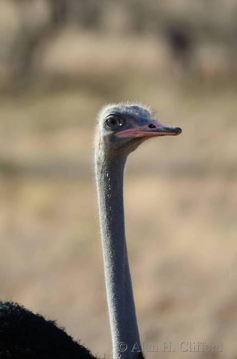 Ostrich