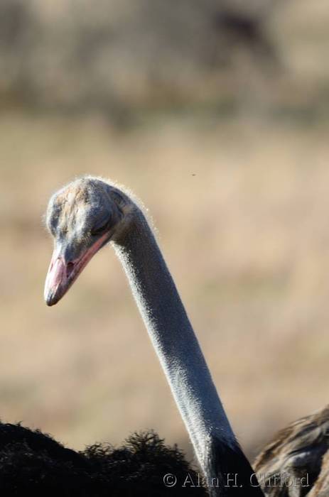 Ostrich