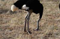 Ostrich