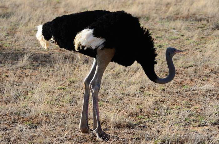 Ostrich