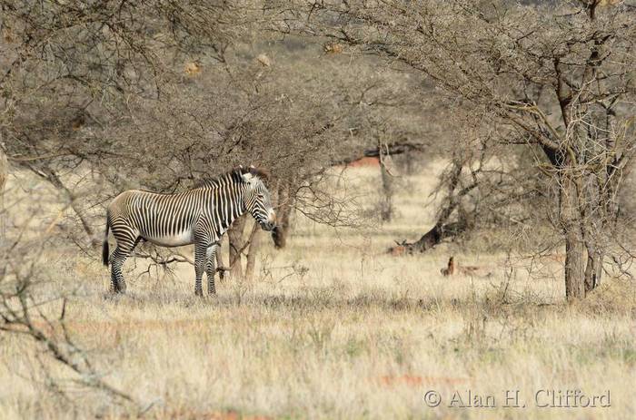 Grevi’s zebra