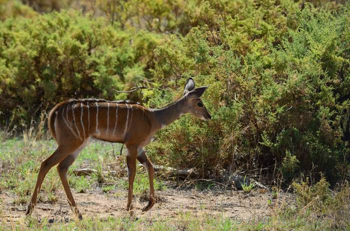 Young greater kudu