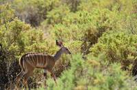 Young greater kudu