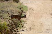 Young greater kudu