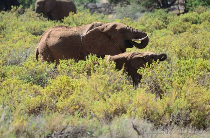 Elephants