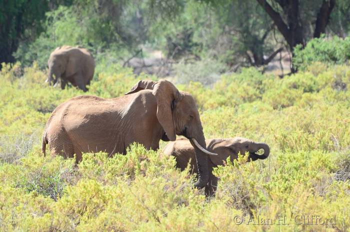 Elephants