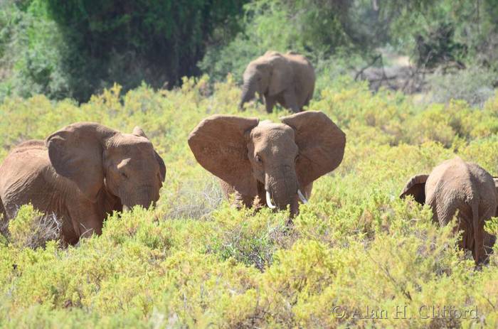 Elephants