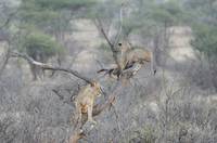 Lions in a tree