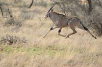 Oryx running