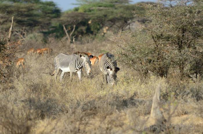 Grevy’s zebra and impala