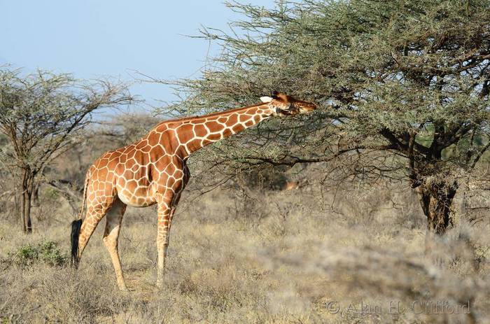 Reticulated giraffe