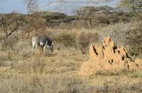 Grevy’s zebra and termite mound