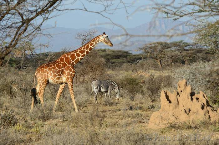 Retuculated giraffe and grey’s zebra