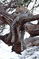 Leopard in tree