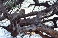 Leopard in tree