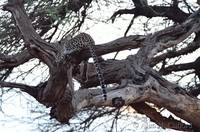 Leopard in tree