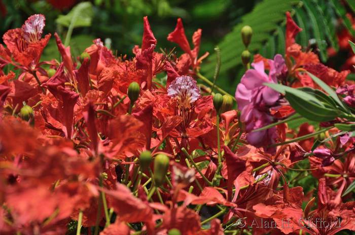 Royal Poinciana