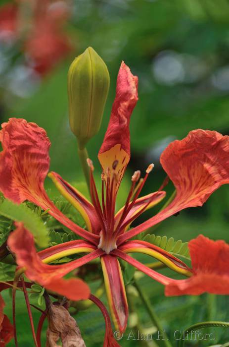 Royal Poinciana