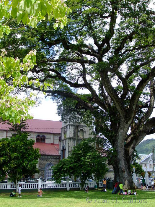 Samaan tree in Derek Walcott Square