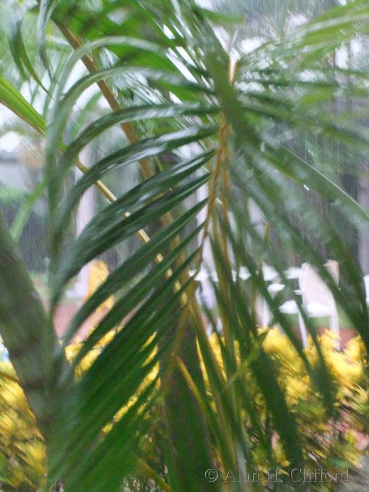 Rain at Rodney Bay