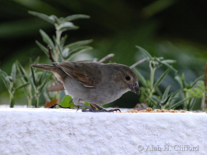 Barbados Bullfinch at Rockley