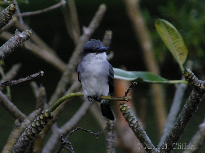 Grey Kingbird