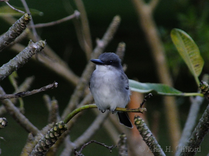 Grey Kingbird