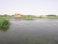 Azraq Wetland Reserve