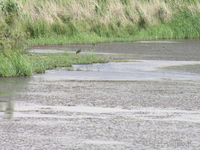 Azraq Wetland Reserve