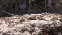 Lizard at Omm Qais