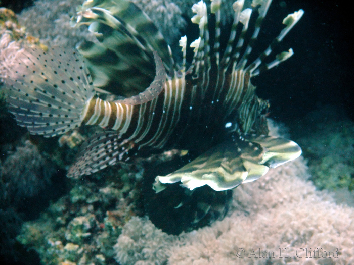 Lionfish